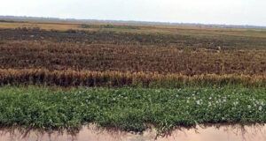 নবীগঞ্জে ভারি বৃষ্টি ও শিলাবৃষ্টিতে বিপর্যস্ত বোরো ধান