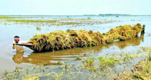 হাওরাঞ্চলে পানির নিচে বোরো ধান, পথে বসার শঙ্কায় লাখো কৃষক