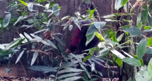 বিশ্বনাথে জঙ্গল থেকে নিখোঁজ তরুণীর মরদেহ উদ্ধার