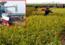 আজমিরীগঞ্জে হাওরে পাকা ধান, শ্রমিক সংকট, নেই হারভেস্টার মেশিন