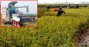আজমিরীগঞ্জে হাওরে পাকা ধান, শ্রমিক সংকট, নেই হারভেস্টার মেশিন