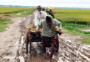 সুনামগঞ্জে কৃষকের ধান কাটার আনন্দ ম্লান যাতায়াতের দুর্ভোগে