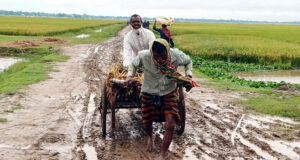 সুনামগঞ্জে কৃষকের ধান কাটার আনন্দ ম্লান যাতায়াতের দুর্ভোগে