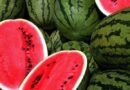 ভালো তরমুজ চেনার ৭ পদ্ধতি