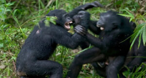 উগান্ডায় শিম্পাঞ্জিদের গৃহযুদ্ধ চলছে ৮ বছর থেকে