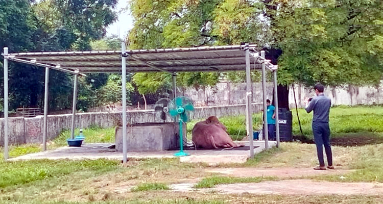 গরমে কাহিল ‘ডোনাল্ড ট্রাম্প’, বসানো হলো দুটি ফ্যান