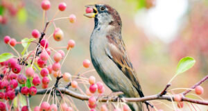 রিজিকের বরাদ্দ আসমান থেকে হয়
