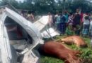কোরবানির গরুবাহী গাড়ি উল্টে চালক নিহত