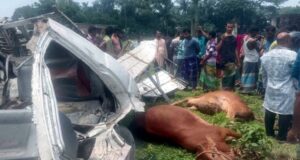 কোরবানির গরুবাহী গাড়ি উল্টে চালক নিহত