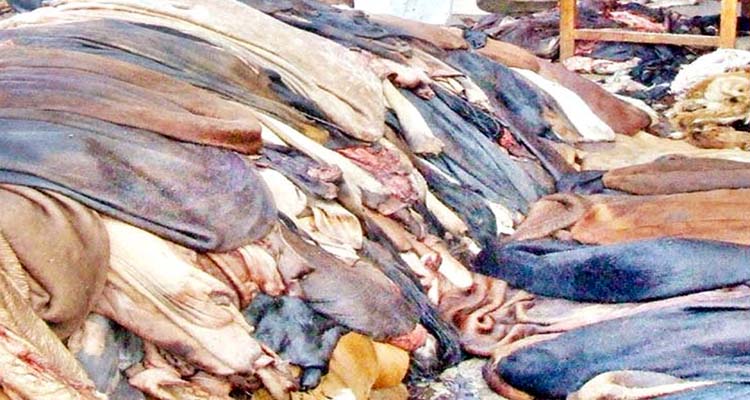 সিলেটে লোকসানের শঙ্কা, চামড়া কেনা নিয়ে দোটানায় ব্যবসায়ীরা