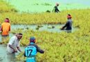 হাওরে বাঁধ ভেঙে আরও পাকা ধান ডুবছে