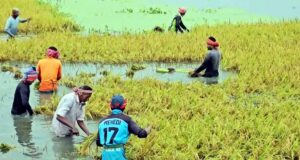 হাওরে বাঁধ ভেঙে আরও পাকা ধান ডুবছে