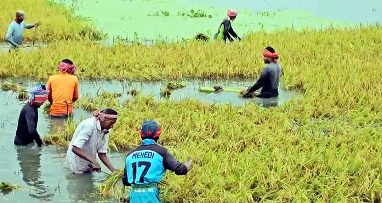 হাওরে বাঁধ ভেঙে আরও পাকা ধান ডুবছে