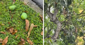 যে দেশে পড়ে থাকা আম কুড়োলেই গুনতে হয় ৫ লাখ টাকা জরিমানা!