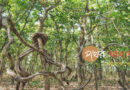 গহিন বনে ‘আজব গাছ’