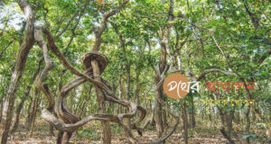 গহিন বনে ‘আজব গাছ’