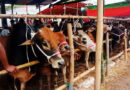 ছাতক হাইস্কুল মাঠে জমে উঠেছে কোরবানির পশুর হাট