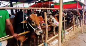 ছাতক হাইস্কুল মাঠে জমে উঠেছে কোরবানির পশুর হাট