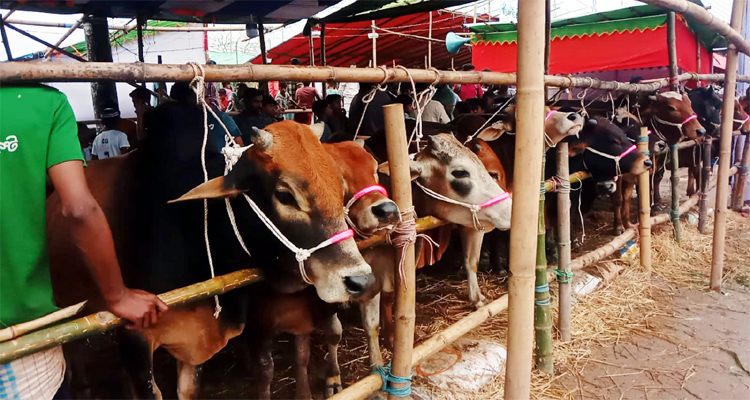 ছাতক হাইস্কুল মাঠে জমে উঠেছে কোরবানির পশুর হাট