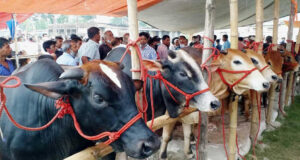পশুর হাটে যেসব স্বাস্থ্য সতর্কতা মেনে চলা জরুরি