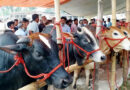 কোরবানির পশু বাছাইয়ে যা খেয়াল রাখা জরুরি