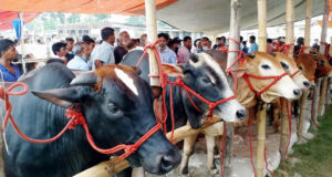 কোরবানির পশু বাছাইয়ে যা খেয়াল রাখা জরুরি