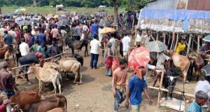 শান্তিগঞ্জে মাঝারি গরুর ঘাটতি বেশি, জমে উঠেছে কোরবানীর গরুর বাজার