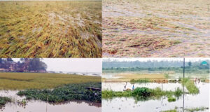 লাখাইয়ে ২২শ হেক্টর জমির ধান পানির নীচে, কৃষকদের মাথায় হাত