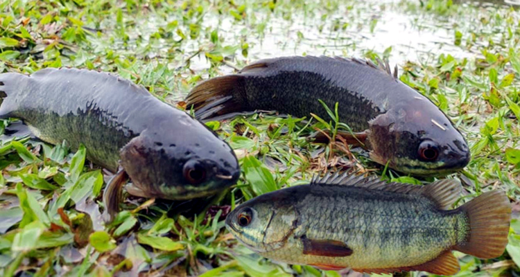 কোন বৃষ্টিতে কই মাছ ডাঙায় উঠে আসে