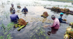 পরিবারের খাদ্যের জোগান নিয়ে দুশ্চিন্তায় হাওরের কৃষক