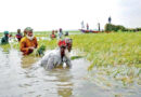 হাওরের ফসল হারিয়ে বেশি বিপাকে বর্গা চাষিরা