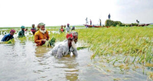 হাওরের ফসল হারিয়ে বেশি বিপাকে বর্গা চাষিরা