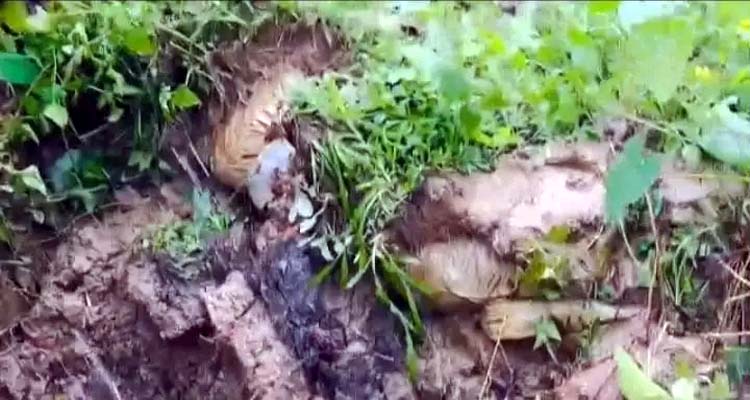 জকিগঞ্জের আমলশীদে বেড়িবাঁধে ভয়াবহ ভাঙন, বন্যার ঝুঁকি