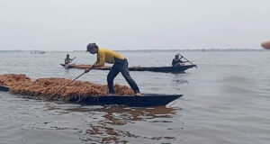 হাওরে ভেসে ওঠা ধান লুটপাট: দিরাইয়ে কৃষকদের কান্না