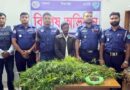 লাখাইয়ে গাঁজার গাছ ও শুকনা গাঁজাসহ ব্যবসায়ী গ্রেফতার