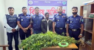 লাখাইয়ে গাঁজার গাছ ও শুকনা গাঁজাসহ ব্যবসায়ী গ্রেফতার