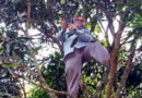 নেটওয়ার্কের সন্ধানে আমগাছে উঠে অনলাইনে হাজিরা দিলেন শিক্ষক