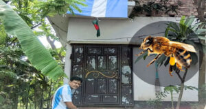 পতাকা টানাতে গিয়ে মৌমাছির কামড়ে আহত আর্জেন্টিনার সমর্থক