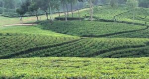 চায়ের আভিজাত্যে অনন্য মৌলভীবাজার: জাতীয় মঞ্চে সেরা স্থানীয় দুই বাগান