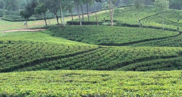 চায়ের আভিজাত্যে অনন্য মৌলভীবাজার: জাতীয় মঞ্চে সেরা স্থানীয় দুই বাগান