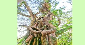 দেশের প্রাচীন শতবর্ষী মাধবীলতা