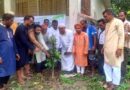 বিশ্বনাথের দৌলতপুর ইউনিয়নে জামায়াতের বৃক্ষরোপণ কর্মসূচি