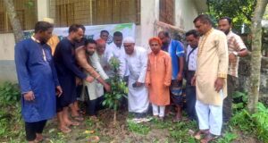 বিশ্বনাথের দৌলতপুর ইউনিয়নে জামায়াতের বৃক্ষরোপণ কর্মসূচি