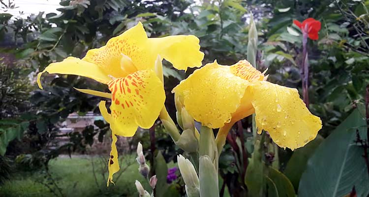 ‘প্রবীণাঙ্গনে’ বসেছে রূপবতী ফুলদের জলসা