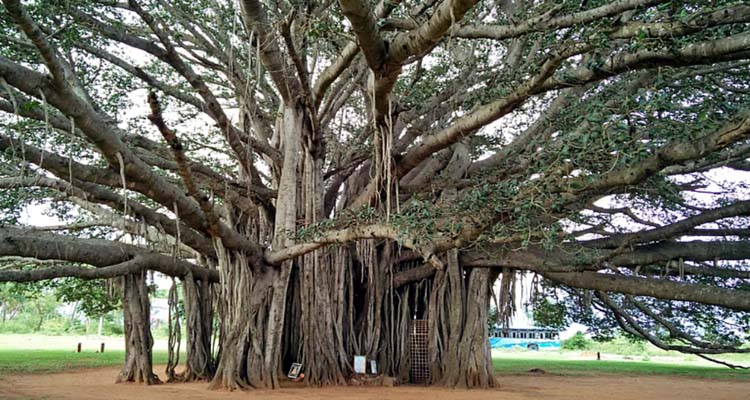 বিহারে মিলল ৭০০ বছর বয়সি গাছ