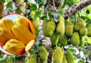 আজ কাঁঠাল দিবস