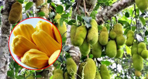 আজ কাঁঠাল দিবস