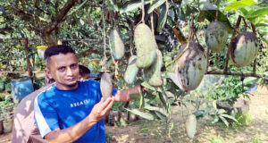 অস্টিন-পুনাইসহ শখের বাগানে আছে ৩৭ জাতের আম, রয়েছে শতাধিক গাছ