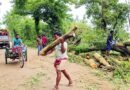 জামালগঞ্জে এক সড়কের সাড়ে ৪ হাজার গাছ কাটার আয়োজন