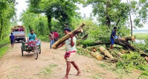 জামালগঞ্জে এক সড়কের সাড়ে ৪ হাজার গাছ কাটার আয়োজন